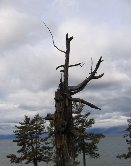 An old weathered tree over Lake Baikal